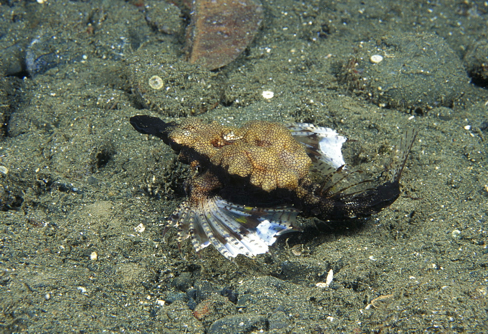 Sea Moth (or Little Dragon Fish) (Eurypegasus draconis). Indo Pacific