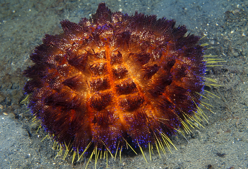 Fire Urchin (Asthenosoma varium). Indo Pacific