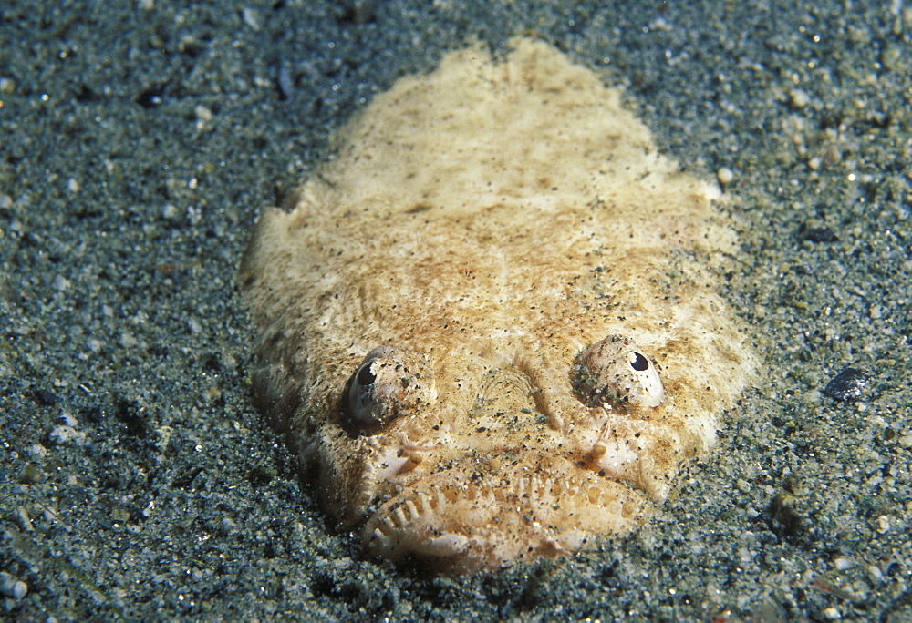 Stargazer buried in sandy bottom (Uranoscopus bicintus). Indo Pacific