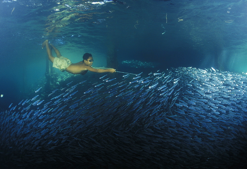 Boy swimming with school of silvers. Papua New Guinea