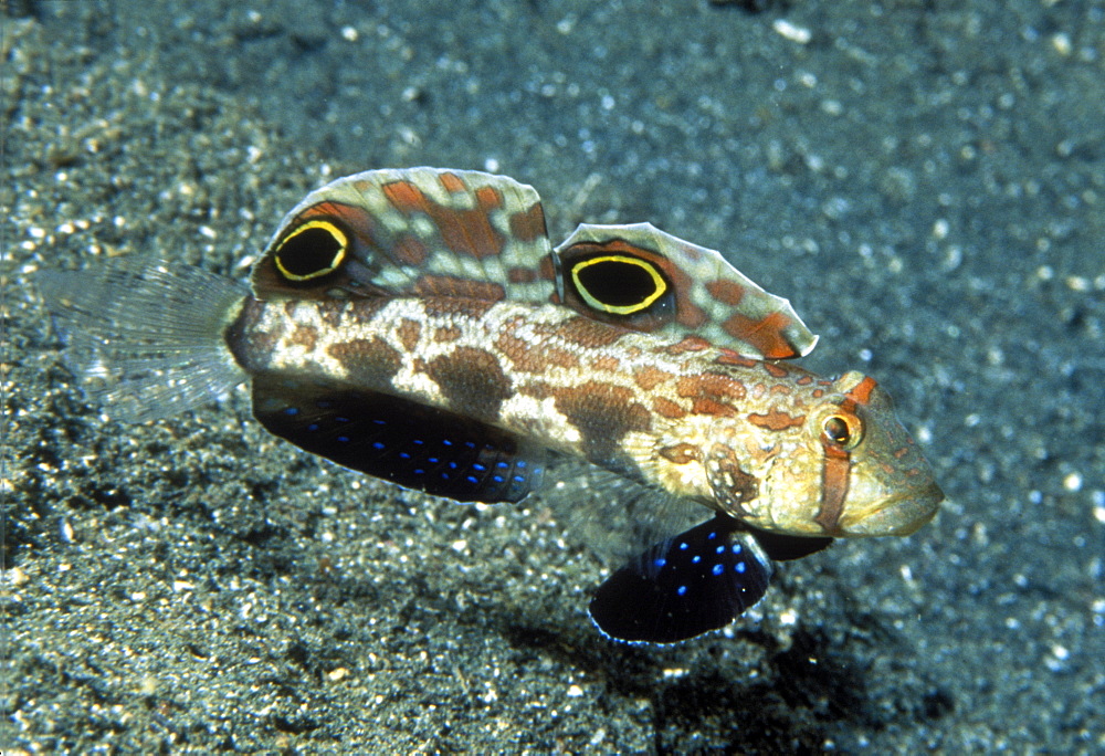 Spot fin goby (or crab-eyed goby) (Signigobius biocellatus). Indo Pacific