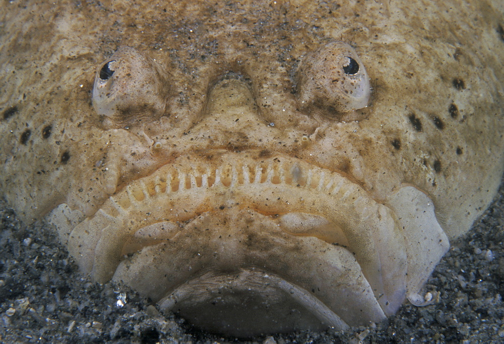 Moray Eel (Muraena argus). Mexico, Sea of Cortez