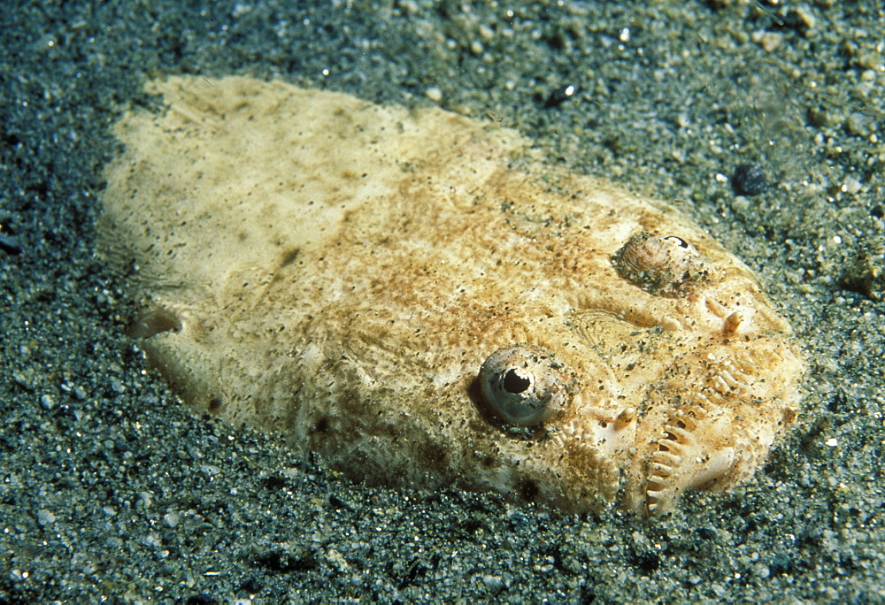 Stargazer buried in sandy bottom (Uranoscopus bicintus). Indo Pacific