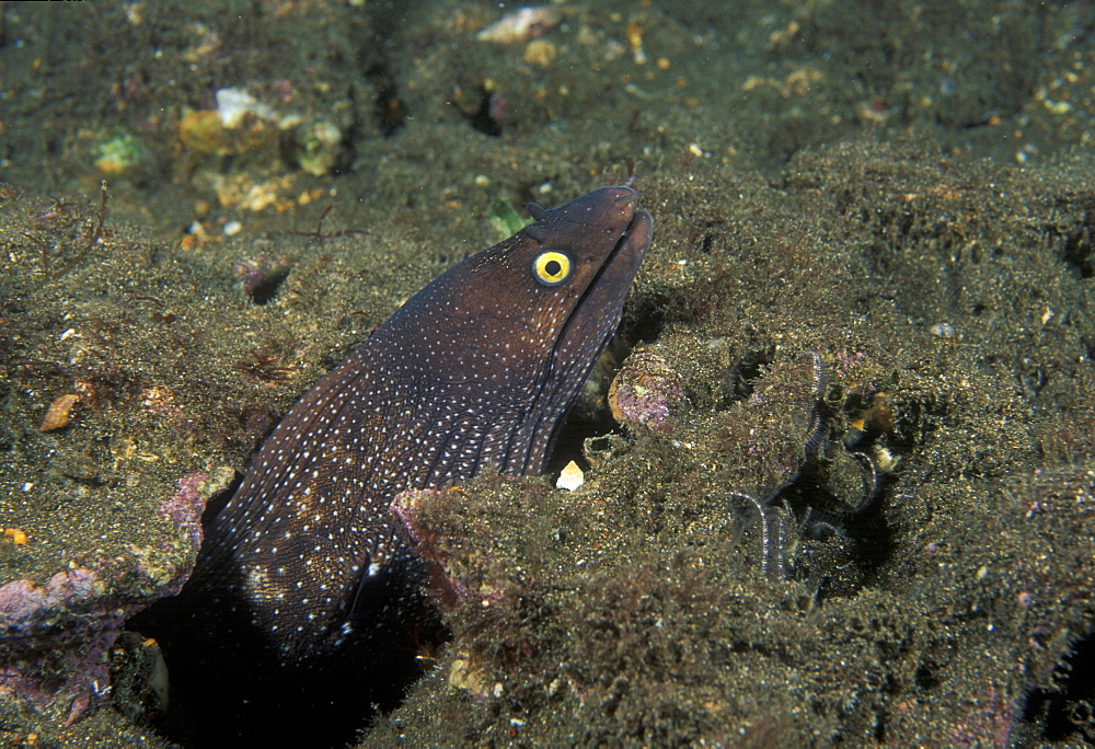 Moray Eel (Muraena argus). Mexico, Sea of Cortez