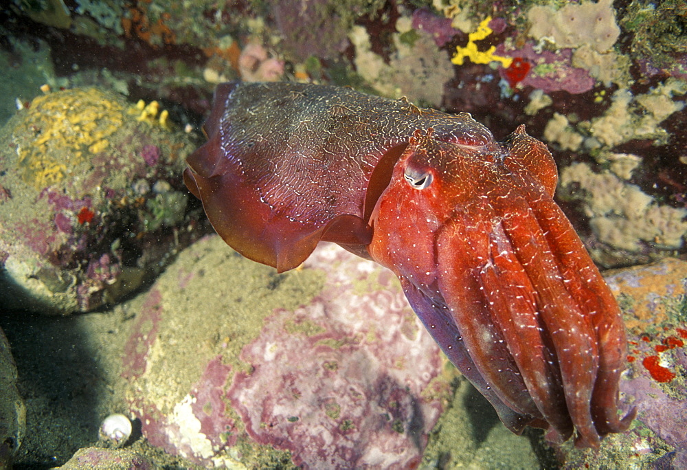 Cuttlefish.Indo Pacific