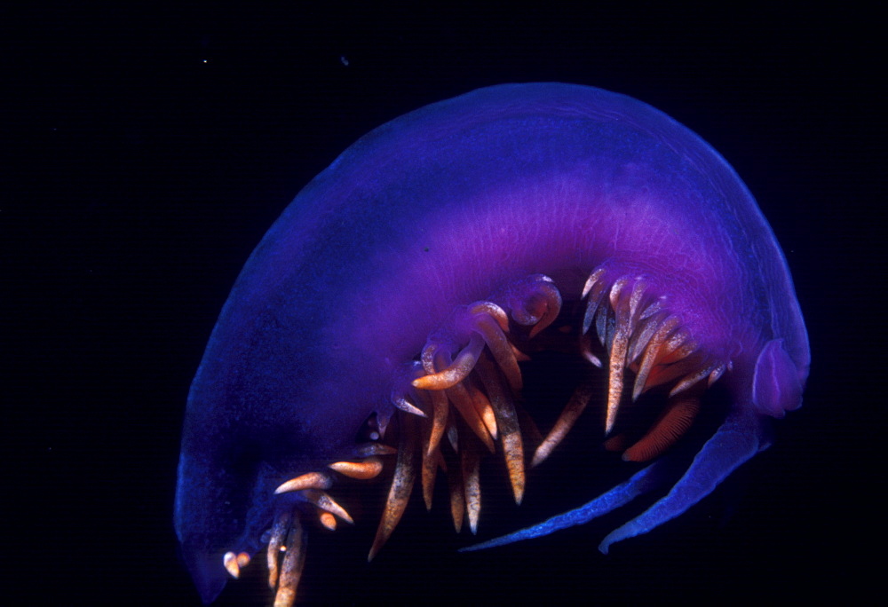 Spanish dancer nudibranch (Flabellinopsis iodenea). USA, Channel Islands, CA