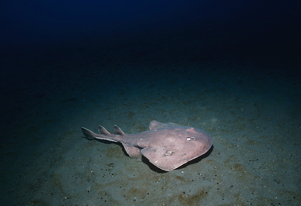 Cortez electric ray. Sea of Cortez, Baja Mexico