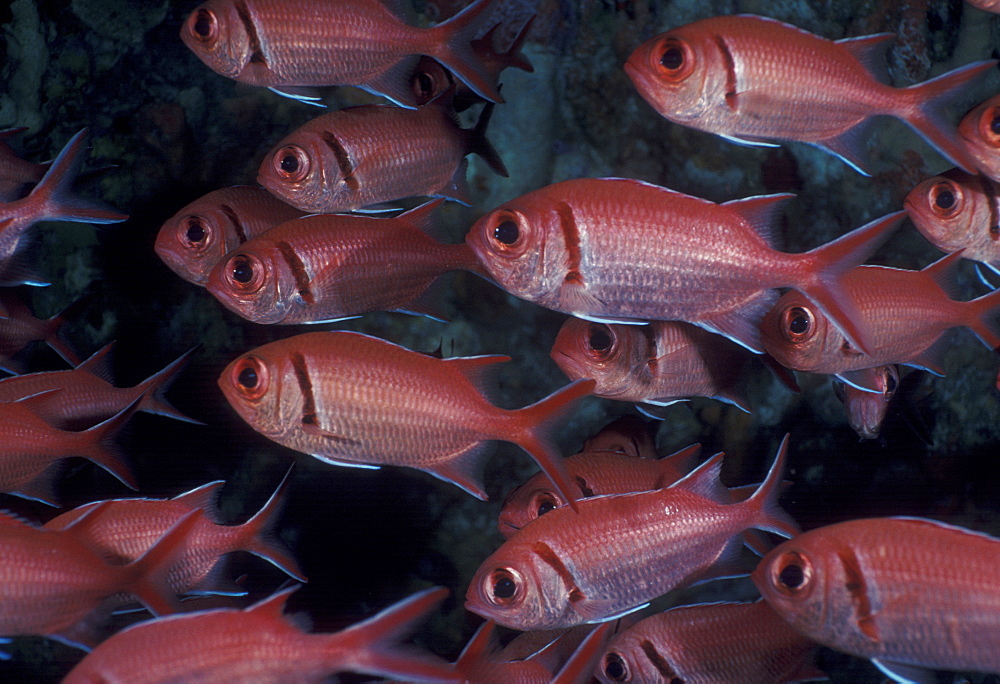 Soldierfish (Myripristris jacobus). Cocos Island, Costa Rica