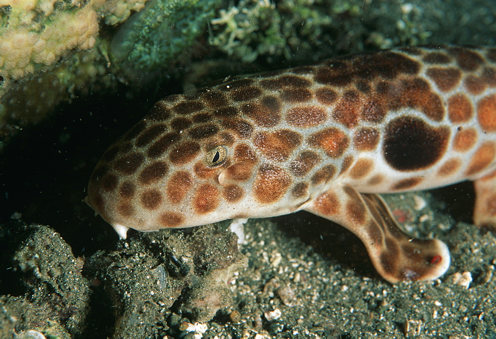 FreycinetÃƒs epaulette shark (Hemiscyllium freycineti). Indo Pacific/ Papua New Guinea