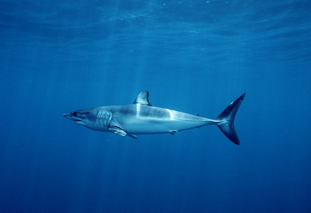 Shortfin (?) mako shark (Isurus oxyrhinchus).