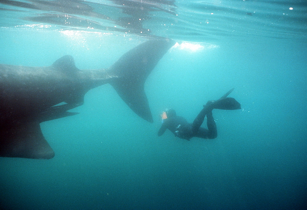 Basking shark, diver at tail (Cetorhinus maximus).