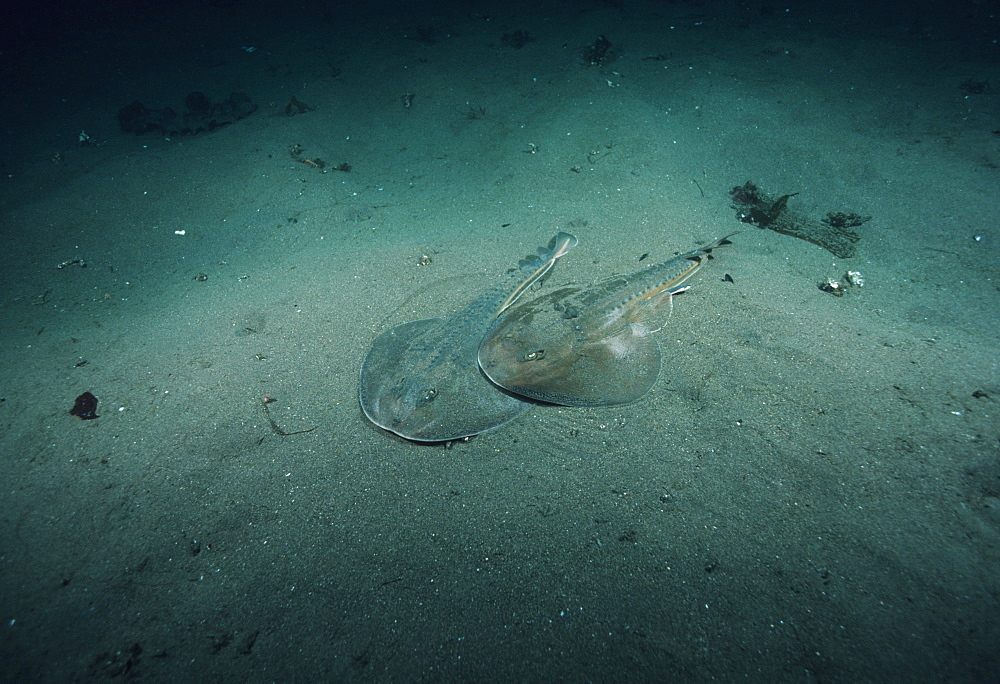 Thornback rays  .