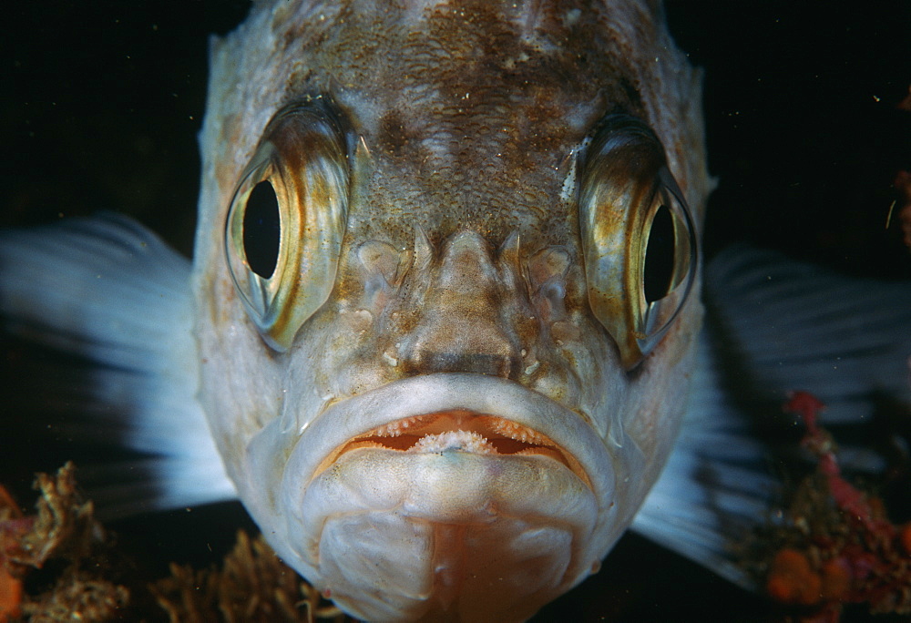 Reef fish, close up of face.