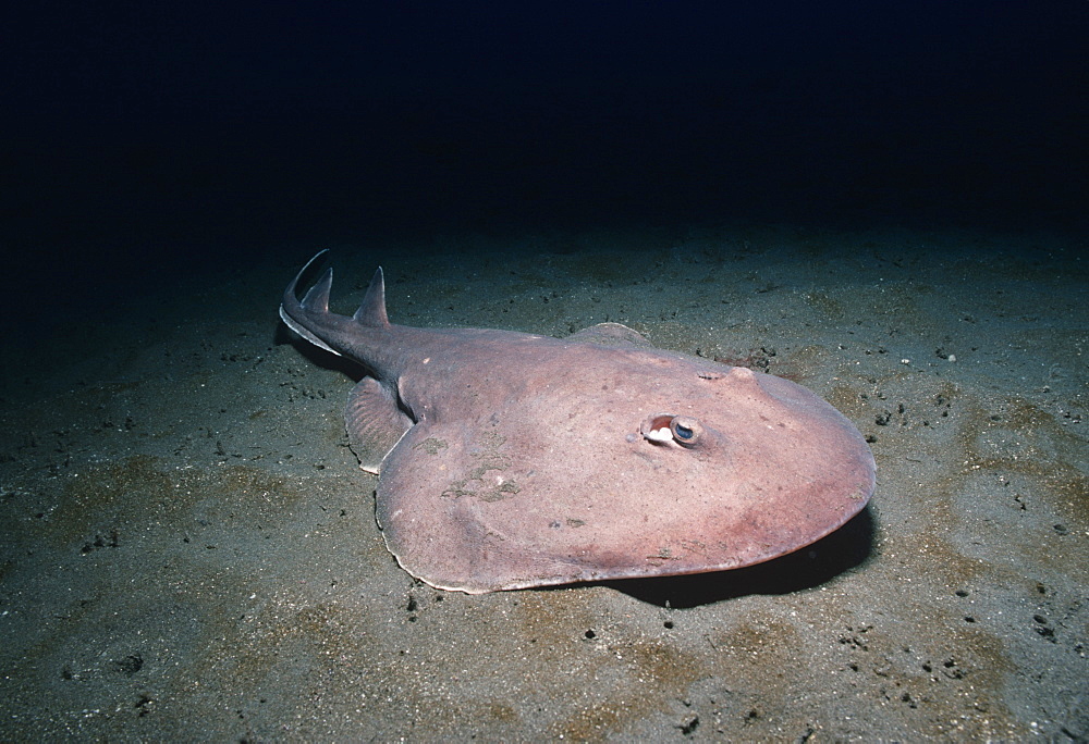 Electric ray.