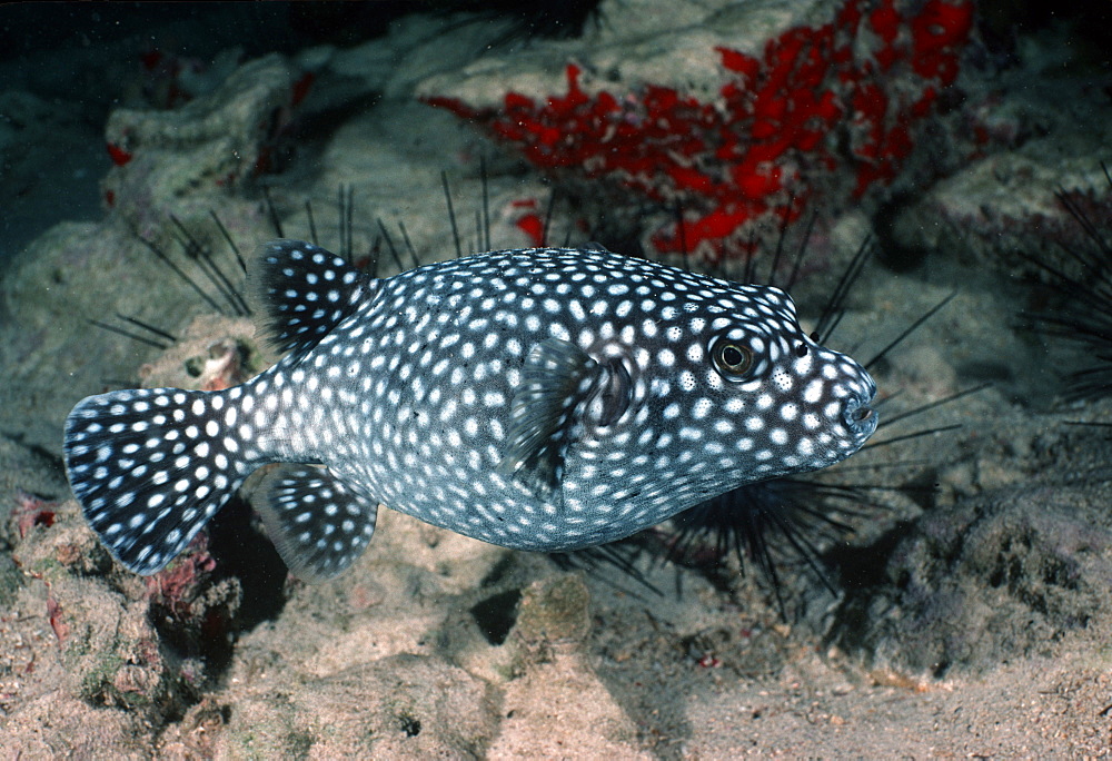 Pufferfish (Canthigaster sp ).