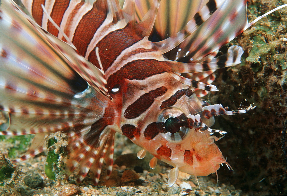 Zebra lionfish (Dendrochirus zebra). Indo Pacific