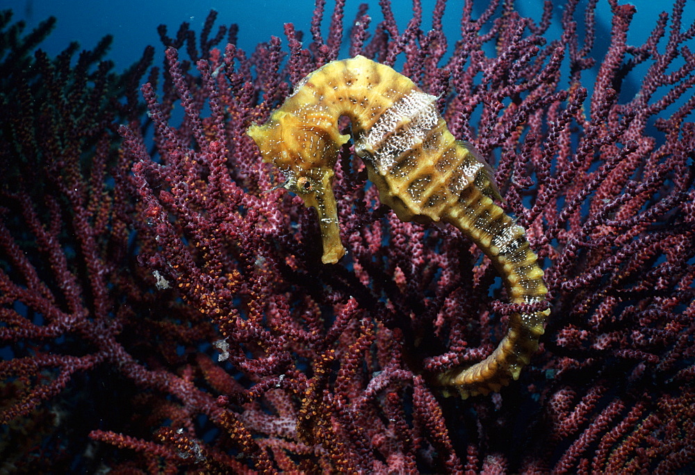 Seahorse holds onto gorgonian (Hippocampus).  Indo Pacific