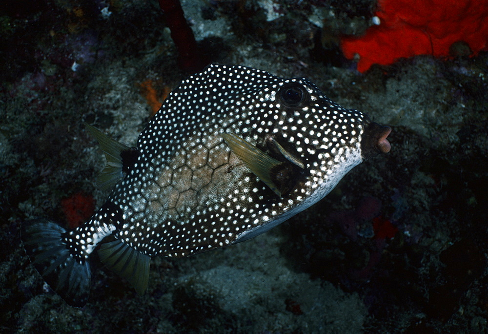 Boxfish (Lactophrys sp).