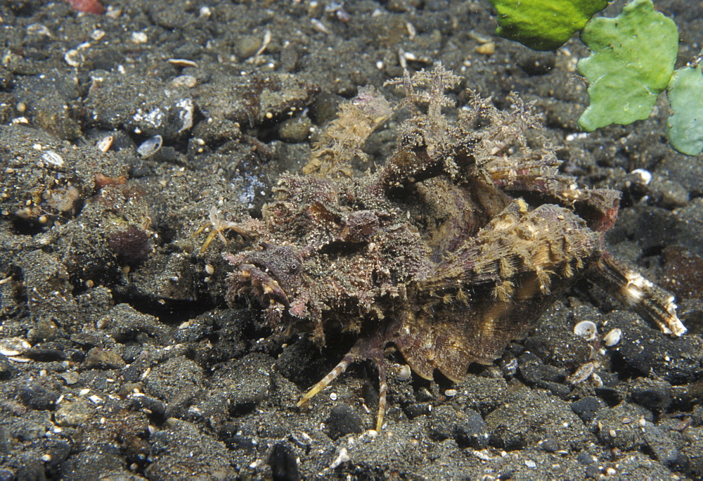 Demon stinger (Inimicus didactylus). Indo Pacific