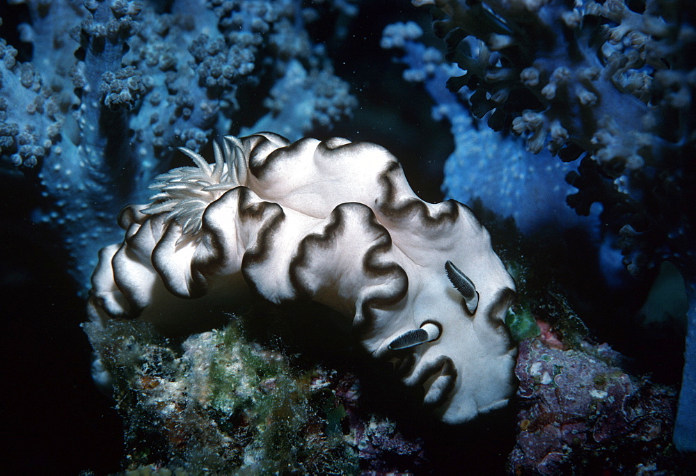 Nudibranch.