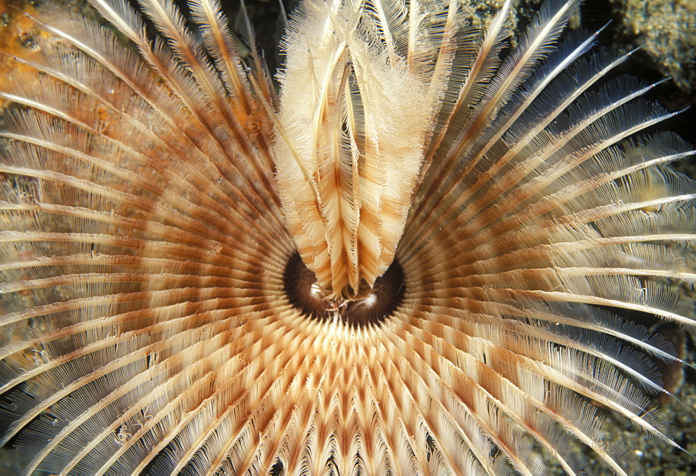 Feather worm.