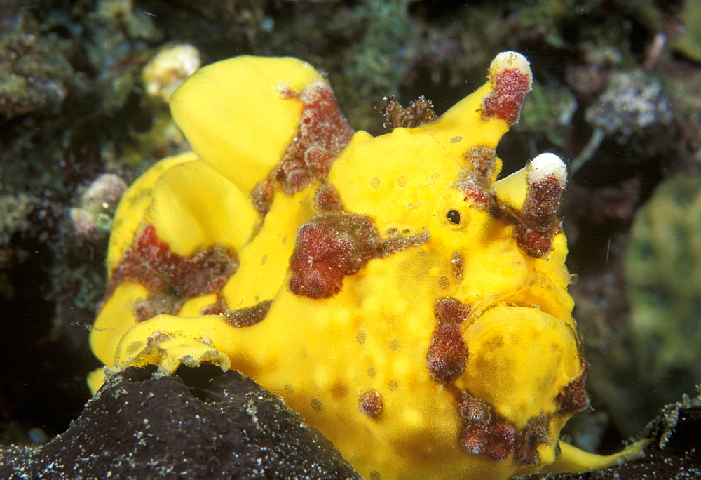 Painted Anglerfish (Antennarius pictus). Indo Pacific