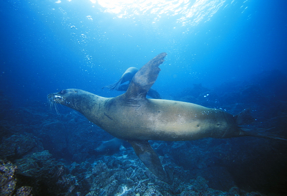 California Sea Lion underwater (Zalophus californianus). USA, Channel Islands, CA.   (rr)