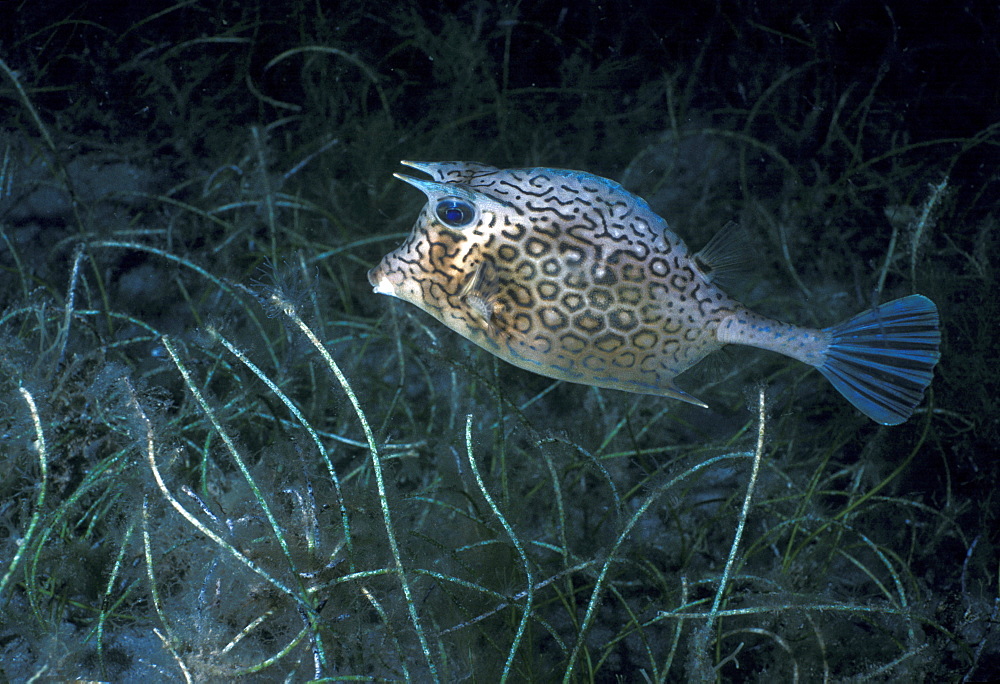 Boxfish (Lactoria sp).