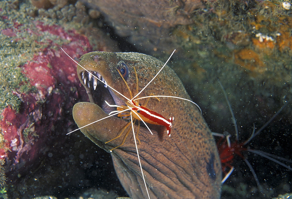 Cleaner shrimp works on moray eel.