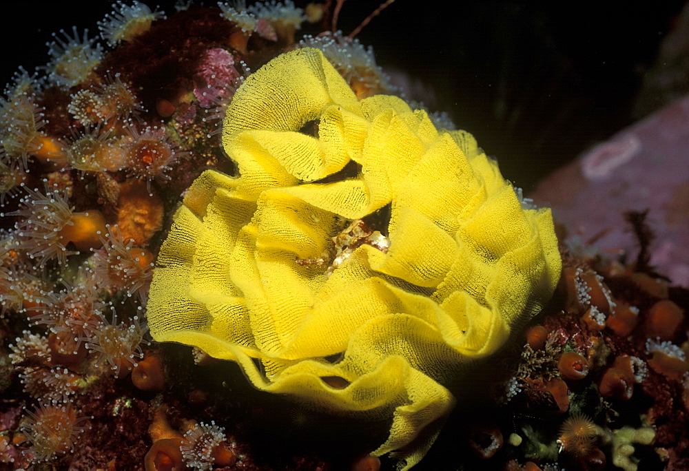 Egg mass of sea lemon nudibranch.USA, Channel Islands, CA.   (rr)