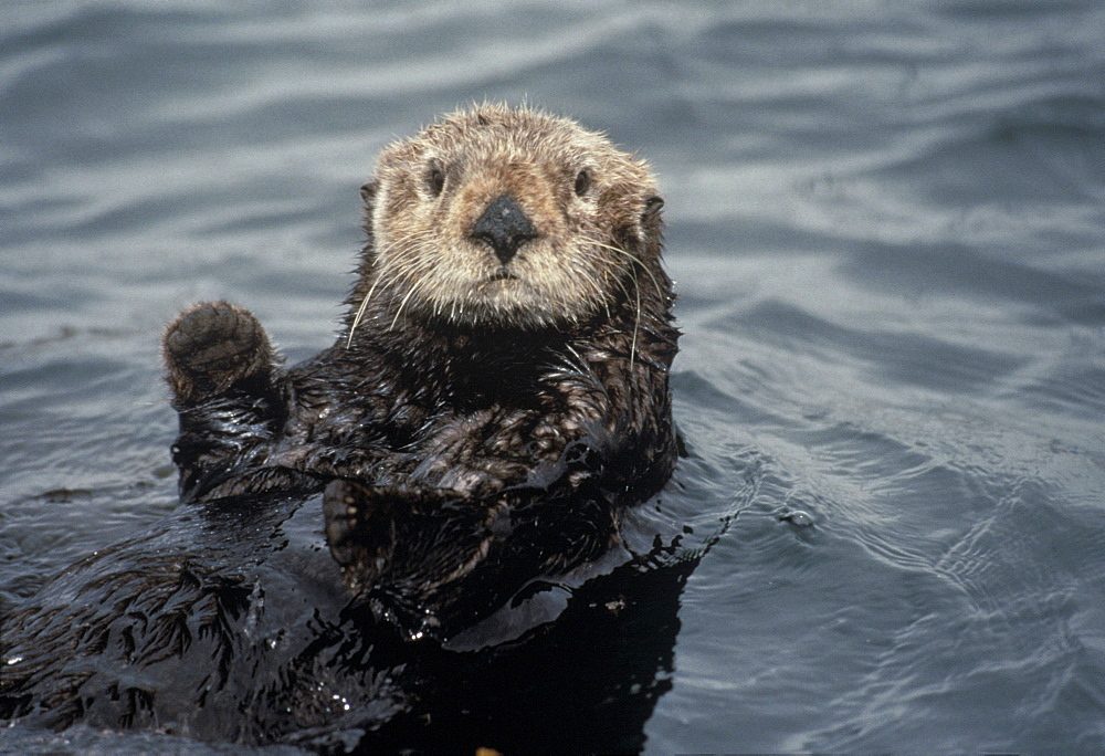 Sea otter (Enhydra lutris). USA, CA