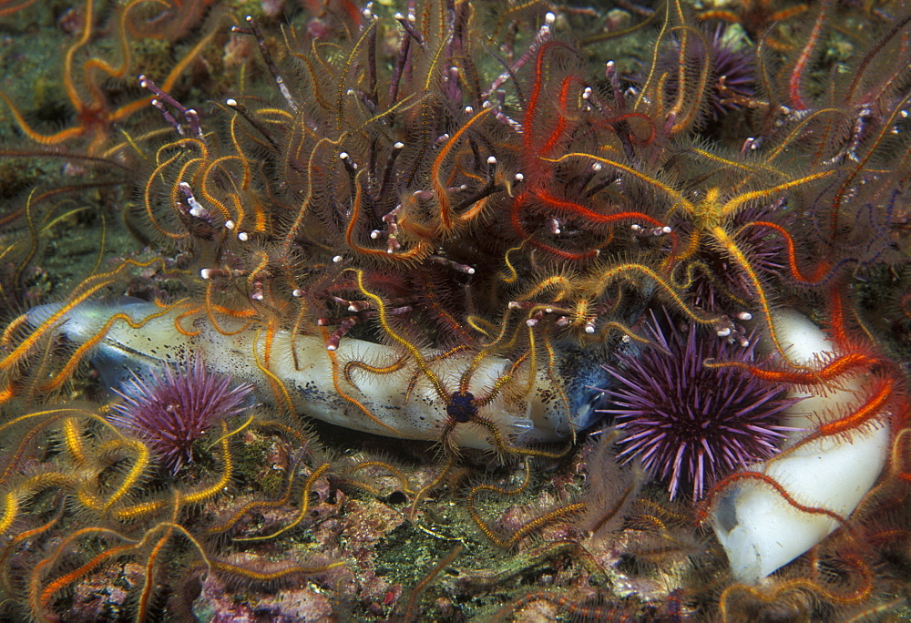 Brittle stars, urchins, and dead squid. USA, Channel Islands, CA