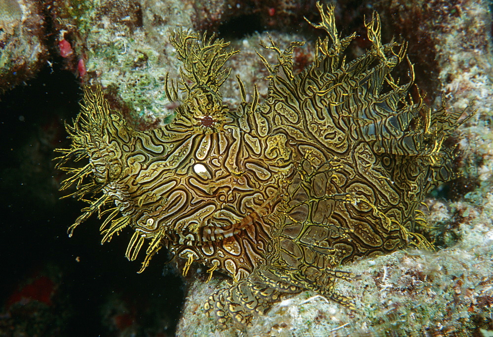 Lacey Scorpionfish  (Rhinopius aphanes). Indo Pacific