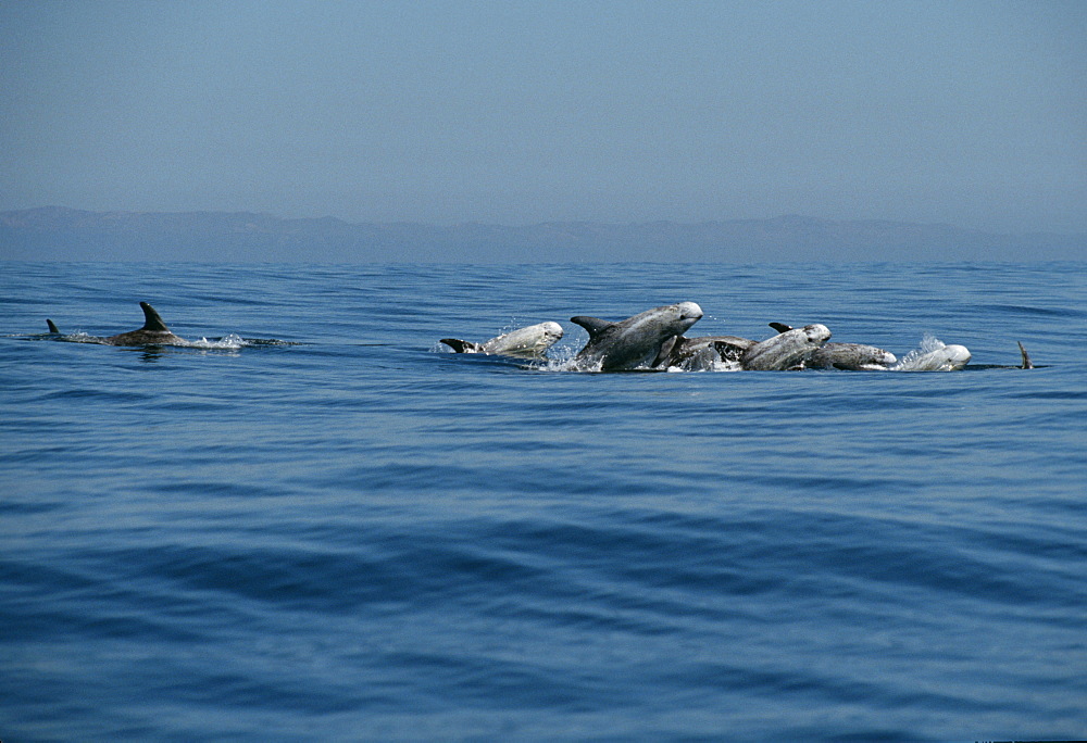 RissoÃƒs dolphins (Grampus griseus). USA, Channel Islands, CA