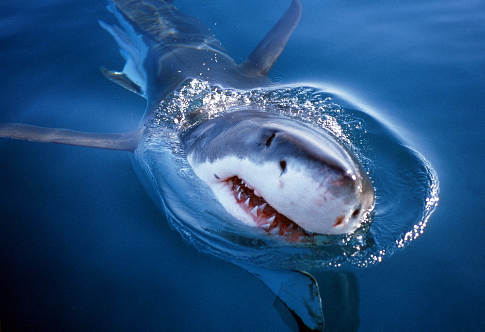 White shark looks above water (Carcharodon carcharius). South Africa