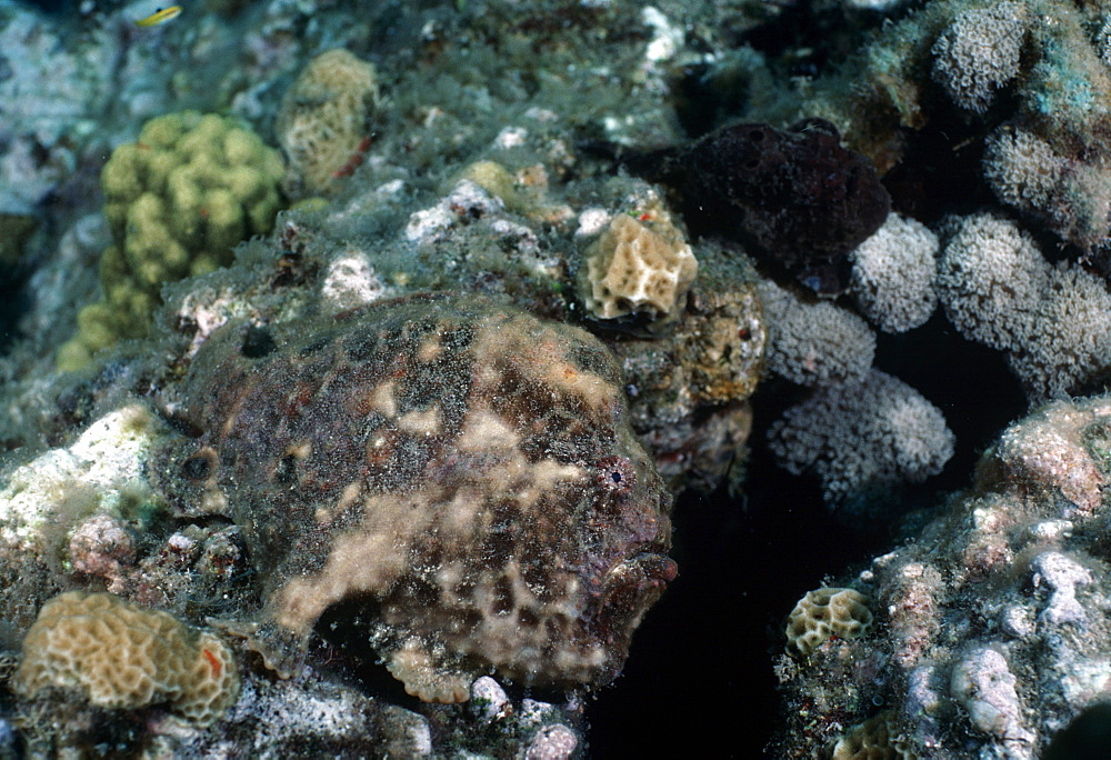 Anglerfish (frog fish) (Antennarius sp.). Indo Pacific