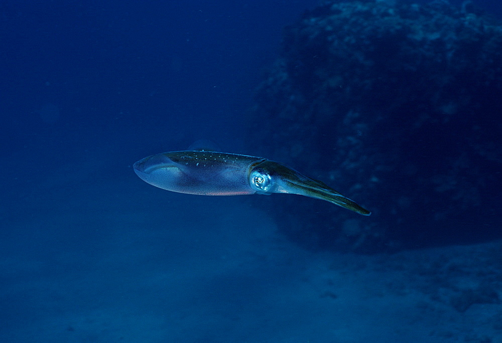 Reef squid (Sepioteuthis lessoniana). Indo Pacific