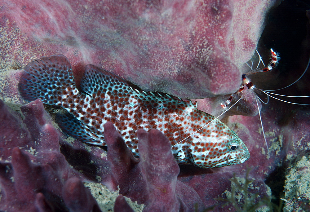 Grouper & Banded coral shrimp ( Cephalopholis sp.  & Stenophus hispidus). ??