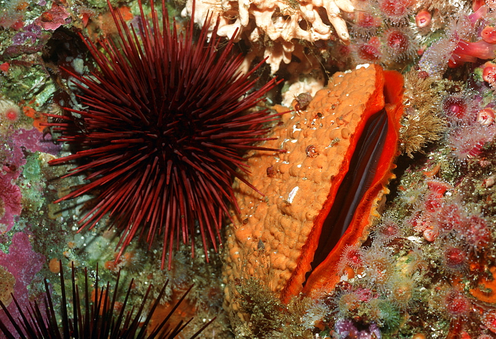 Rock scallop and red sea urchins (Hinnites multirugosus & Strongylocentrotus franciscanus). USA, Channel Islands, CA