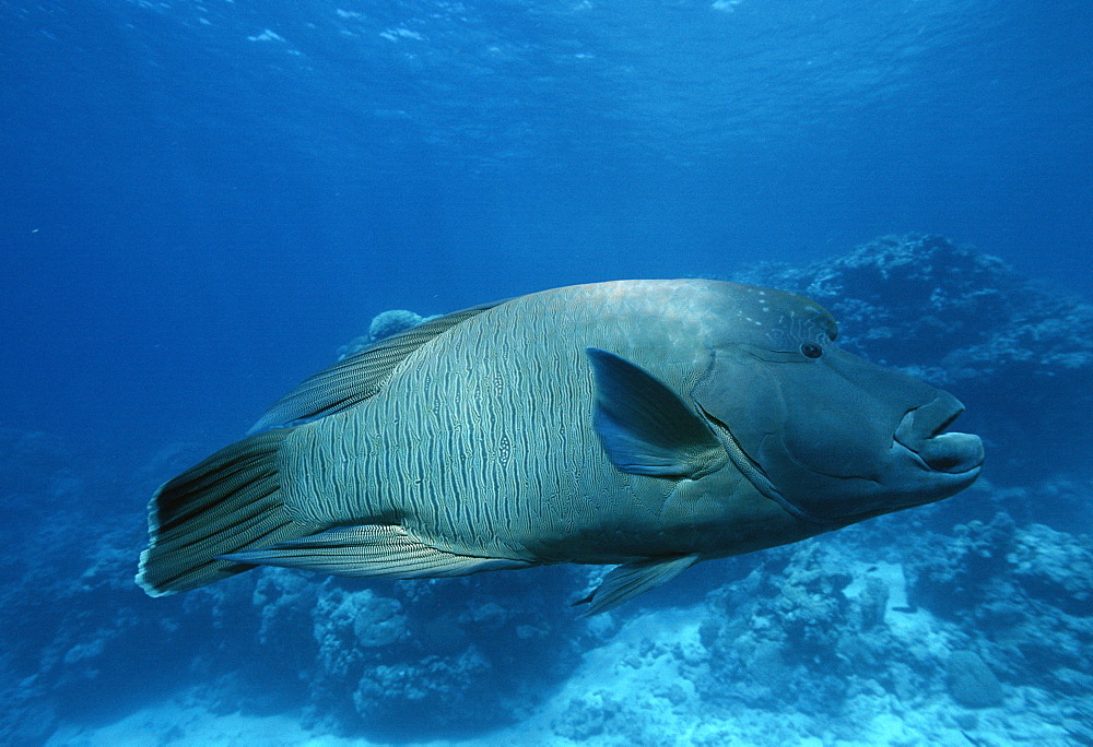 Napolean Wrasse (Cheilinus undulates). Indo Pacific/ Australia