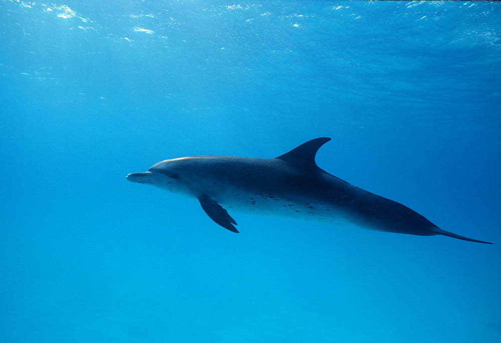 Spotted Dolphin (Stenella frontalis). Caribbean