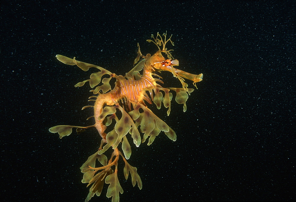 Leafy Seadragon  (Phycodurus eques). Australia