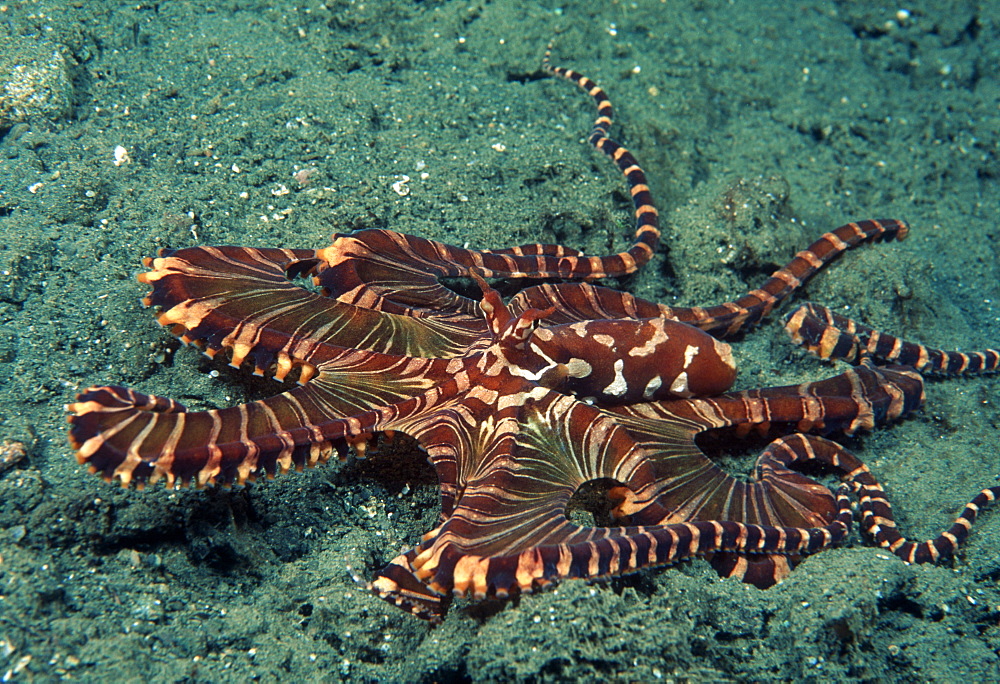 Mimic octopus (Octopus sp.). Indo Pacific