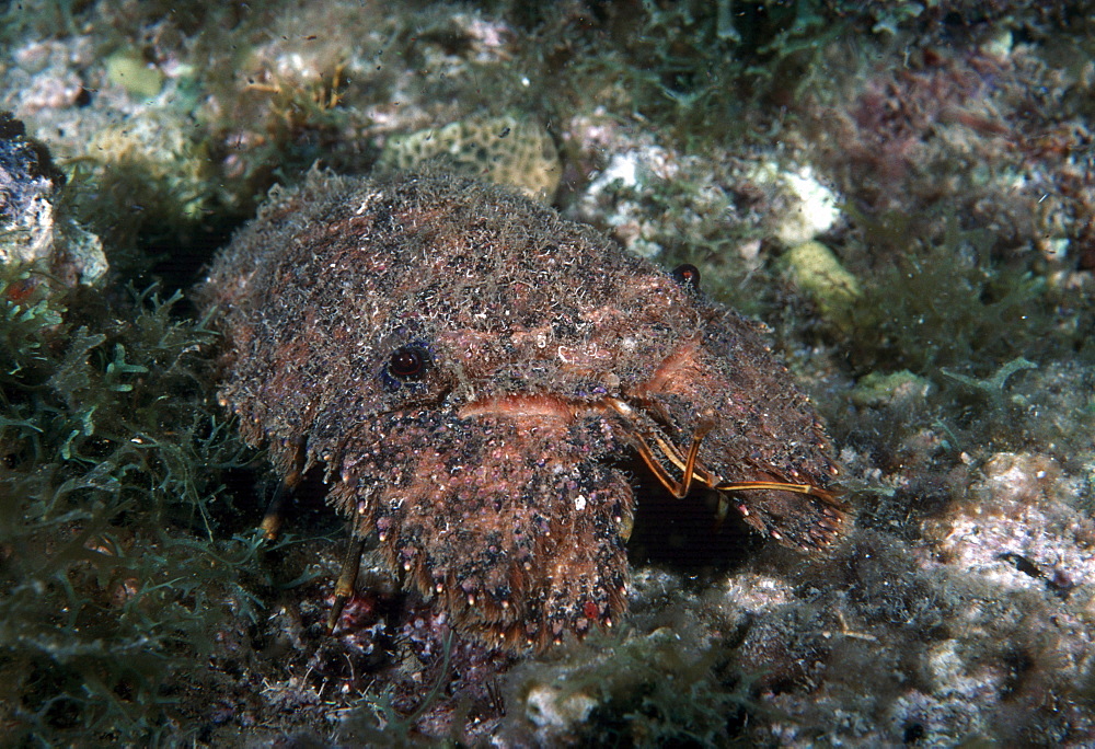 Slipper lobster (Scyllarides sp.).