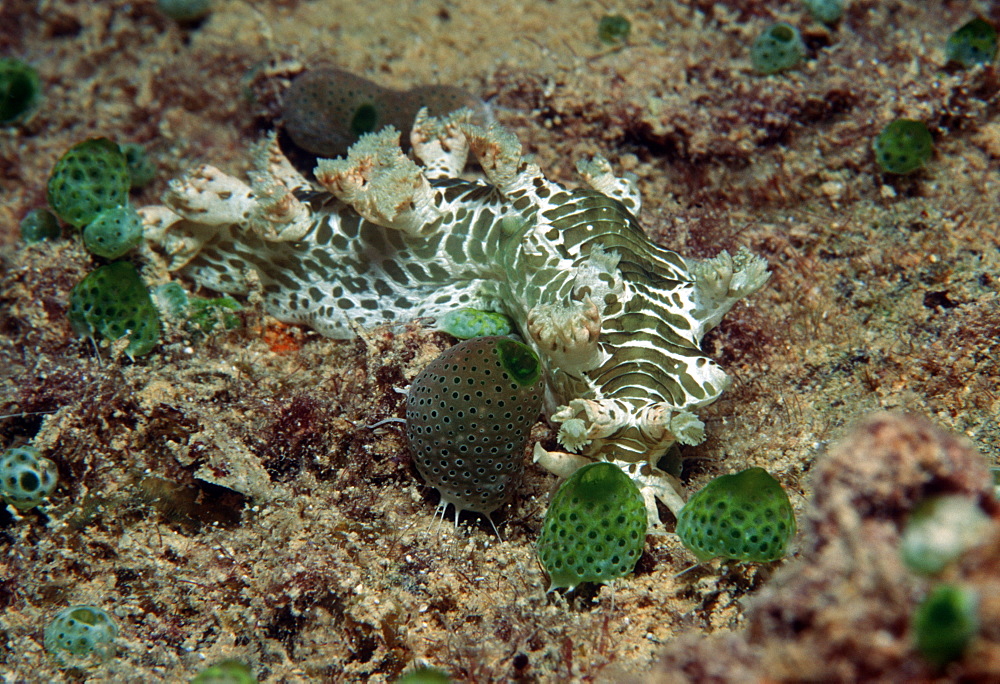 Nudibranch.