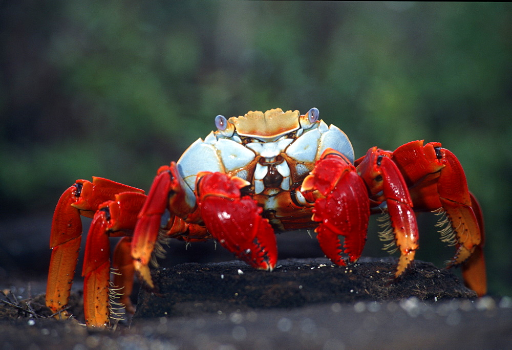 Sally lightfoot crab (Grapsus grapsus). Galapagos Islands