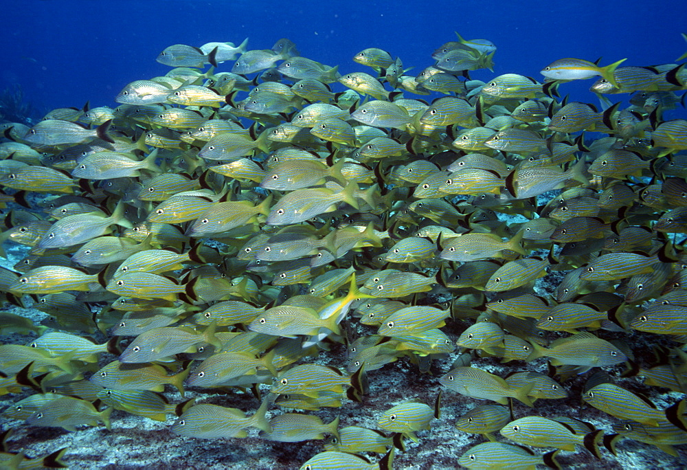 Grunt school (Haemulon carbonarium). Caribbean