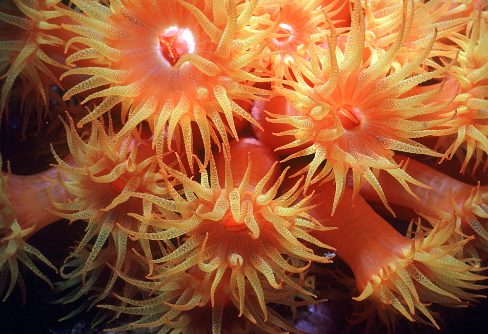 Soft cup corals. Micronesia