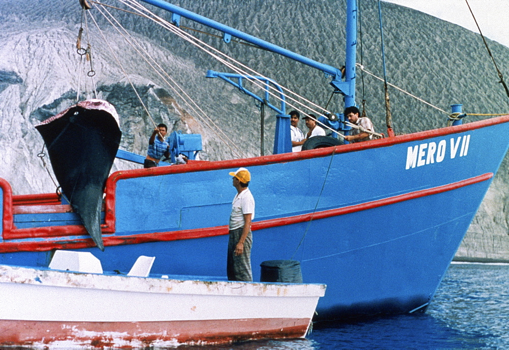 Fishermen unloading a manta wing from their boat.   (rr)