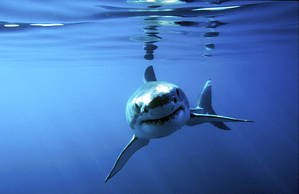 Great white shark swimming towards camera.   (rr)